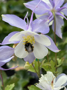 5th May 2025 - Aquilegia