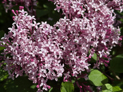 6th May 2025 - Lilac in Bloom