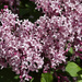 Lilac in Bloom by 365projectmaxine