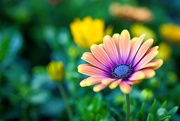6th May 2025 - Colourful