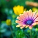 Colourful by okvalle