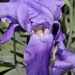 Iris by essiesue