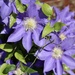 Our pretty clematis   by essiesue