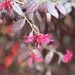I adore this bush that’s bursting with flowers… by beverley365