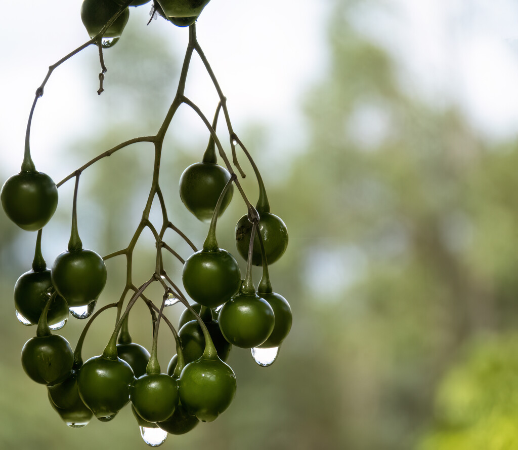 raindrops on berries by koalagardens