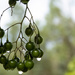 raindrops on berries