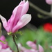 A Spring Garden