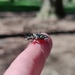 Two Banded Longhorn
