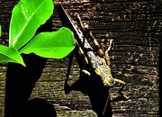 7th May 2025 - A Rather Spiky Grasshopper ~