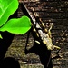 A Rather Spiky Grasshopper ~