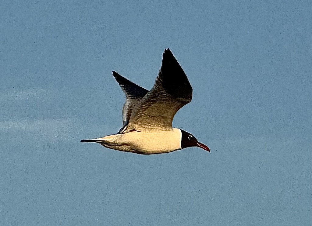 Flight by congaree
