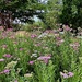 Field of yarrow