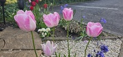 8th May 2025 - Flowers 