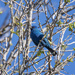 Indigo Bunting by aecasey