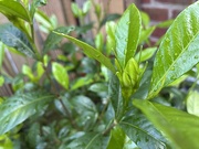 7th May 2025 - Gardenia buds