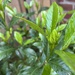 Gardenia buds