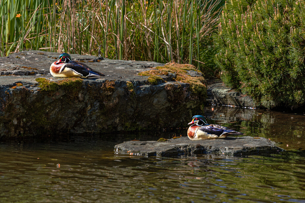 Wood Duck by jnr