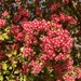 Red Hawthorn
