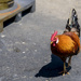Call me MISTER Rooster!