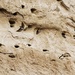 Bank Swallows
