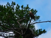 6th May 2025 - Keeping watch