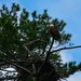 Keeping watch