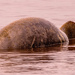 Manatee On It's Side!