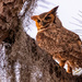 Great Horned Owl Dad!