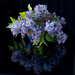Lilac season
