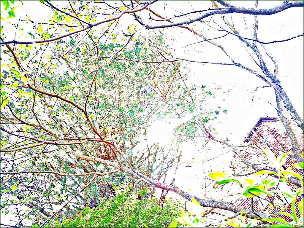 High Key Spring by olivetreeann