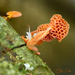 Favolaschia calocera by yorkshirekiwi