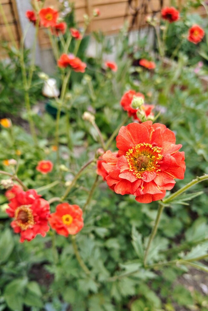 Scarlet geum by nickrh14