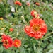 Scarlet geum