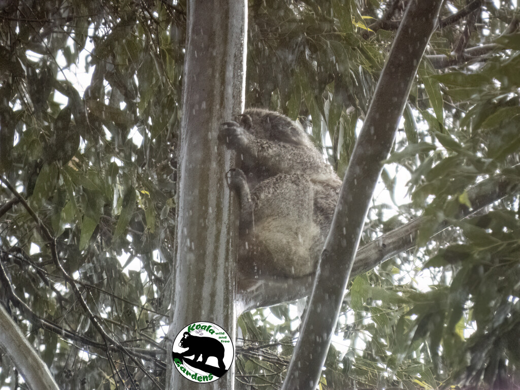 no one singing in this rain! by koalagardens