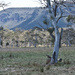 Blackheath 11 - Megalong Valley