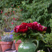 first peonies of the year by parisouailleurs