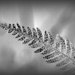 Silver fern by dide