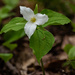 Trillium-2