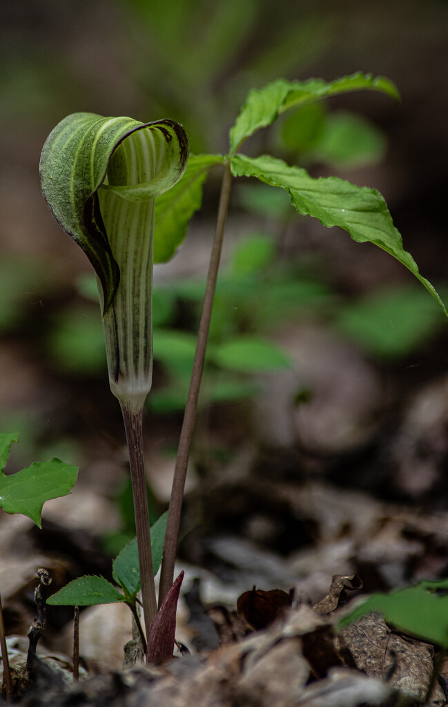 Jack-in-the-pulpit by darchibald