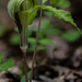 Jack-in-the-pulpit