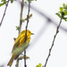 Yellow warbler