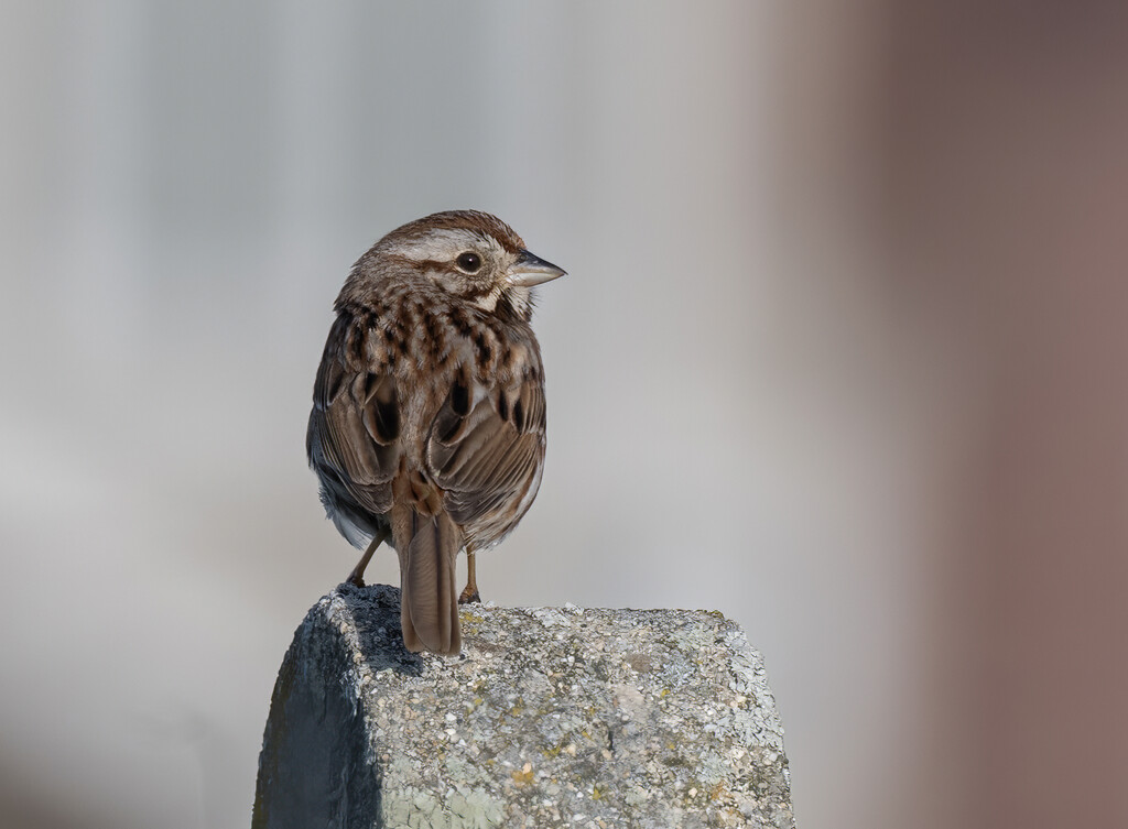 Little Song Sparrow by mccarth1