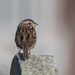 Little Song Sparrow