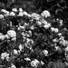 Last of the bridal wreath spirea...