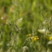 Wildflowers and wild grasses...