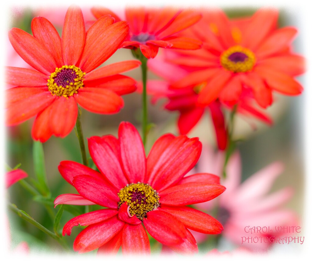 Senetti by carolmw