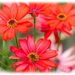 Senetti
