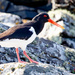 Oystercatcher