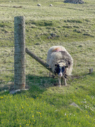 7th May 2025 - Stuck Fast