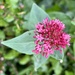 More spring flowers